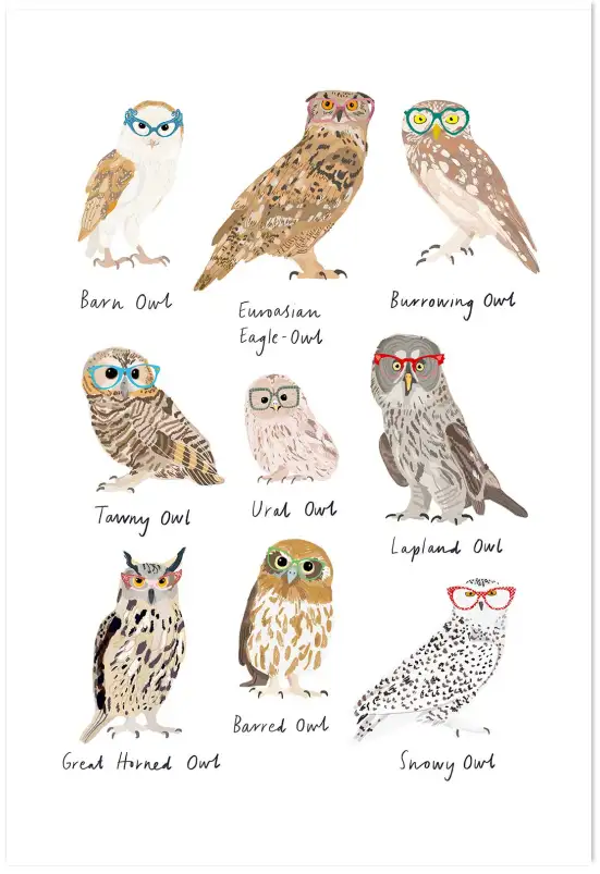 Affiche chouettes à lunettes - illustration oiseaux humour