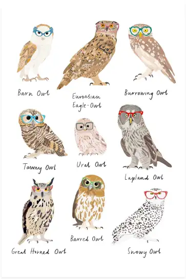 Affiche chouettes à lunettes - illustration oiseaux humour
