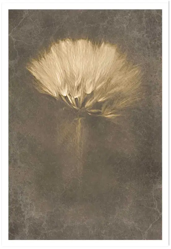 Affiche fleur de pissenlit - photographie artistique sépia vintage