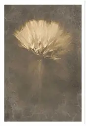 Affiche fleur de pissenlit - photographie artistique sépia vintage