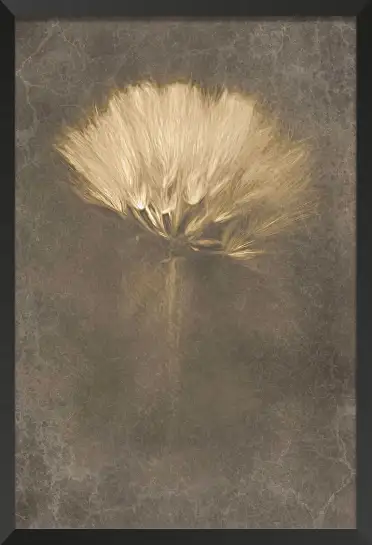 Affiche fleur de pissenlit - photographie artistique sépia vintage