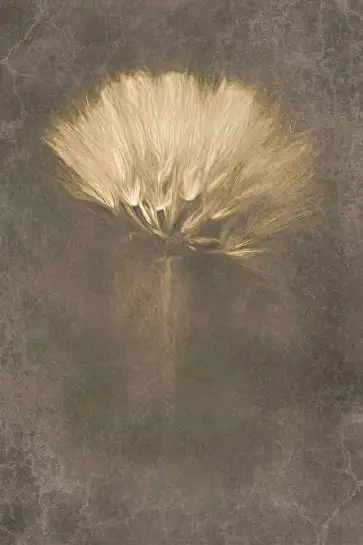 Affiche fleur de pissenlit - photographie artistique sépia vintage