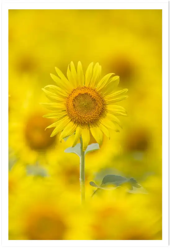 Affiche tournesol jaune - photographie florale nature et soleil