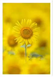 Affiche tournesol jaune - photographie florale nature et soleil