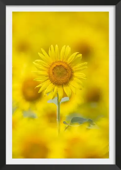Affiche tournesol jaune - photographie florale nature et soleil