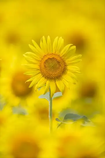 Affiche tournesol jaune - photographie florale nature et soleil