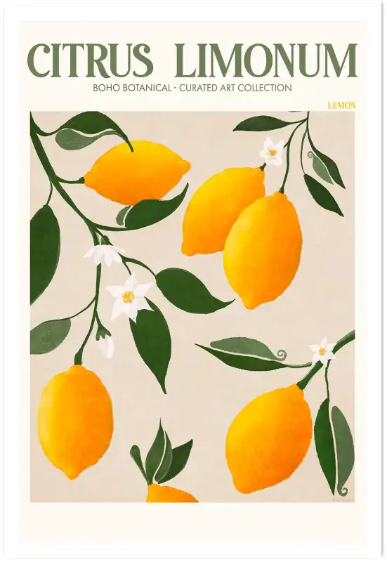 Affiche Botanique - Citrons de Sicile Citrus Limonum