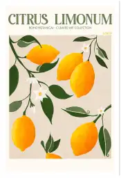 Affiche Botanique - Citrons de Sicile Citrus Limonum