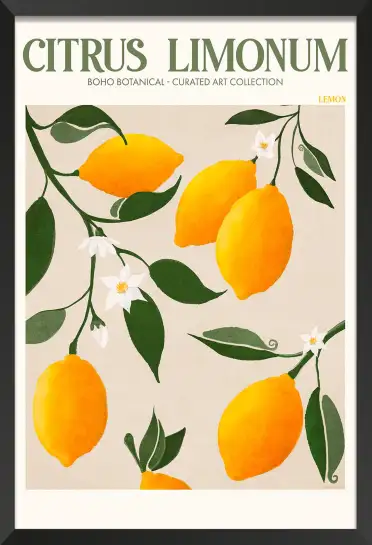 Affiche Botanique - Citrons de Sicile Citrus Limonum