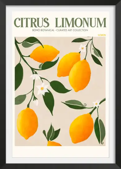 Affiche Botanique - Citrons de Sicile Citrus Limonum