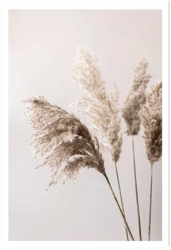 Affiche Herbier Nature - Tiges d'herbes de pampa séchées
