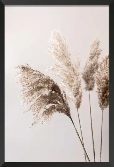 Affiche Herbier Nature - Tiges d'herbes de pampa séchées