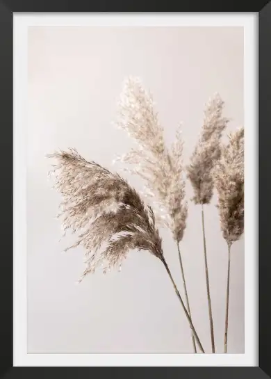 Affiche Herbier Nature - Tiges d'herbes de pampa séchées