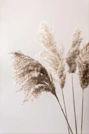 Affiche Herbier Nature - Tiges d'herbes de pampa séchées