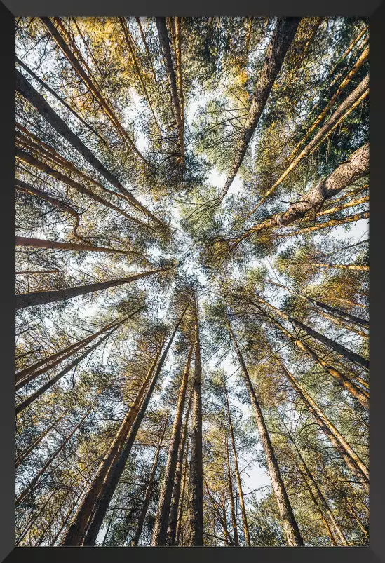 Perspective des cîmes - affiche foret