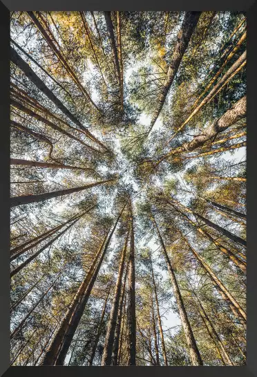 Perspective des cîmes - affiche foret