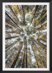 Perspective des cîmes - affiche foret