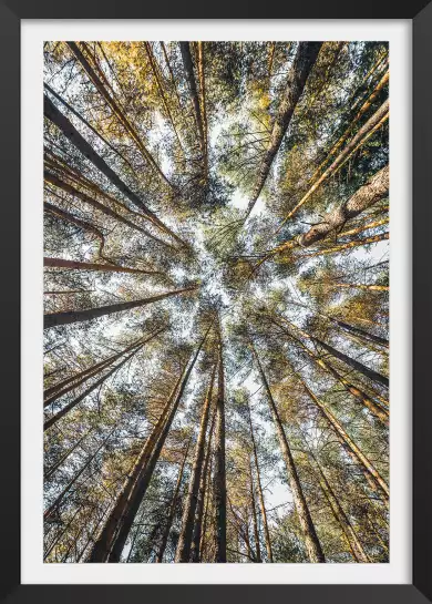 Perspective des cîmes - affiche foret