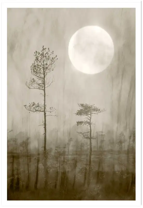 Affiche nature Pin brumeux sous la pleine lune