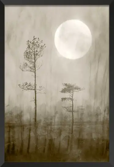 Affiche nature Pin brumeux sous la pleine lune