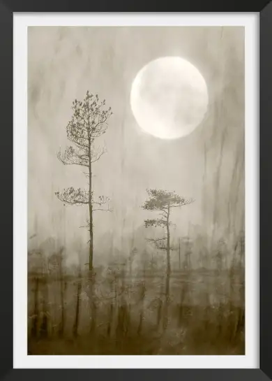 Affiche nature Pin brumeux sous la pleine lune