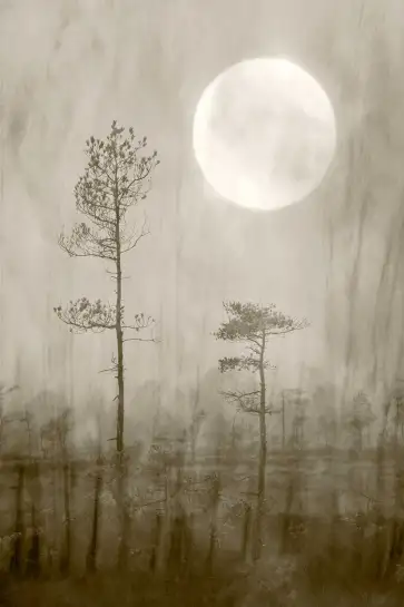 Affiche nature Pin brumeux sous la pleine lune