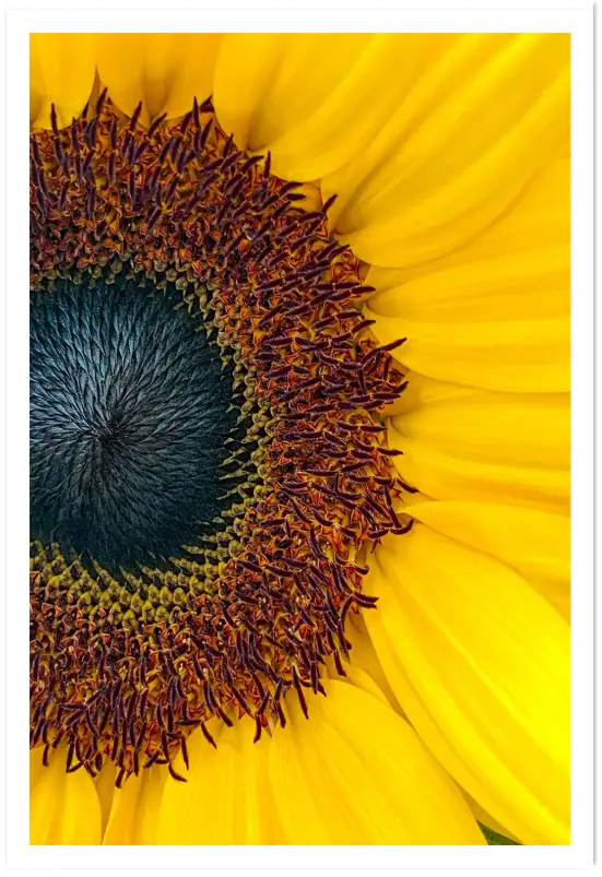Affiche gros plan fleur de tournesol