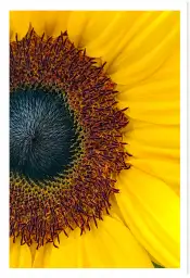 Affiche gros plan fleur de tournesol