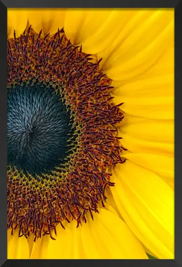 Affiche gros plan fleur de tournesol
