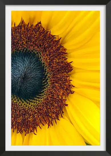 Affiche gros plan fleur de tournesol