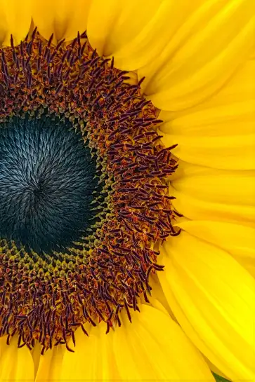 Affiche gros plan fleur de tournesol