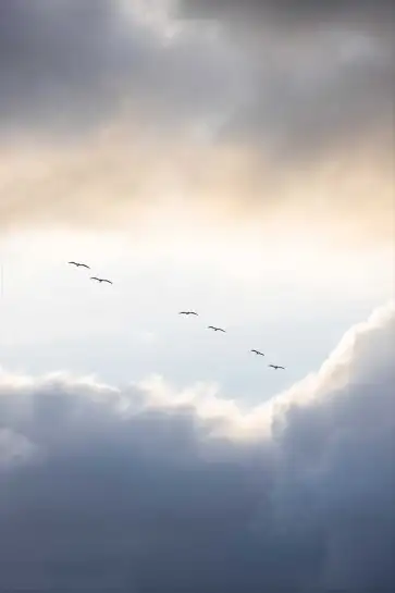 Affiche photographie ciel nuageux oiseaux