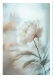 Affiche botanique pivoine douce