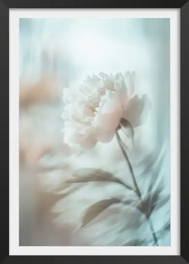 Affiche botanique pivoine douce