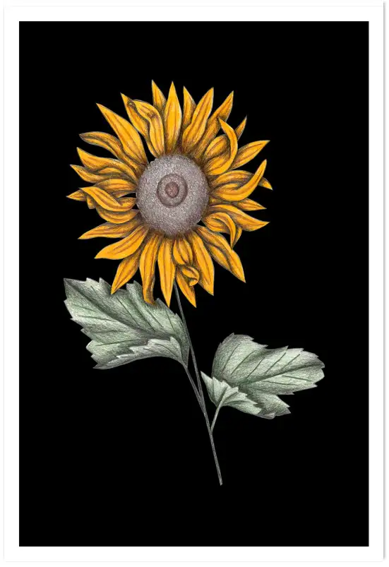 Affiche illustration tournesol sur fond noir