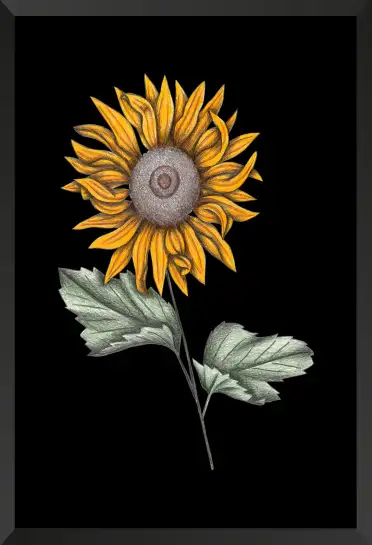 Affiche illustration tournesol sur fond noir