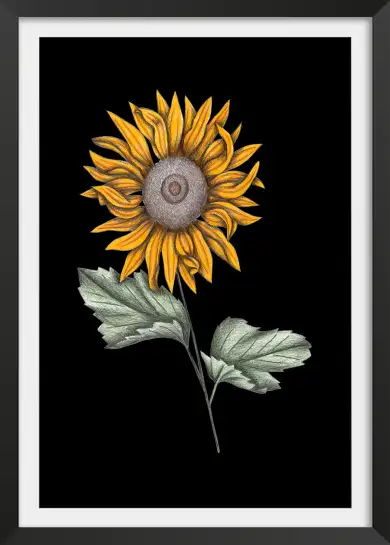 Affiche illustration tournesol sur fond noir