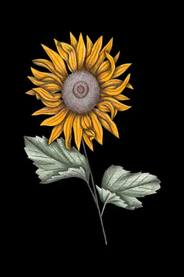 Affiche illustration tournesol sur fond noir