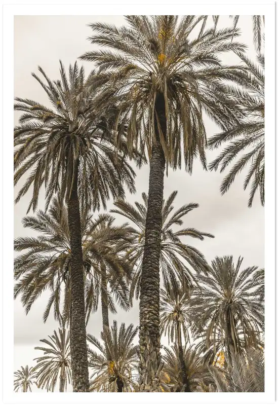 Affiche photographie palmiers ciel voilé