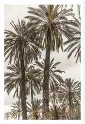 Affiche photographie palmiers ciel voilé