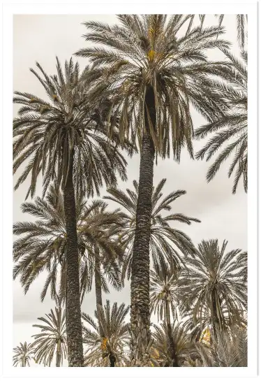 Affiche photographie palmiers ciel voilé