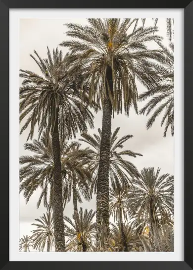Affiche photographie palmiers ciel voilé