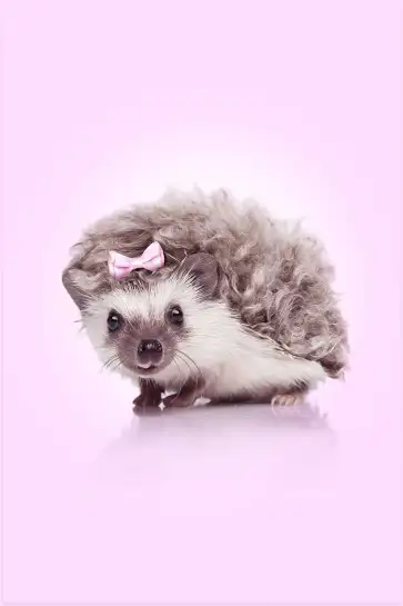 Affiche hérisson noeud rose - photo animalière enfant