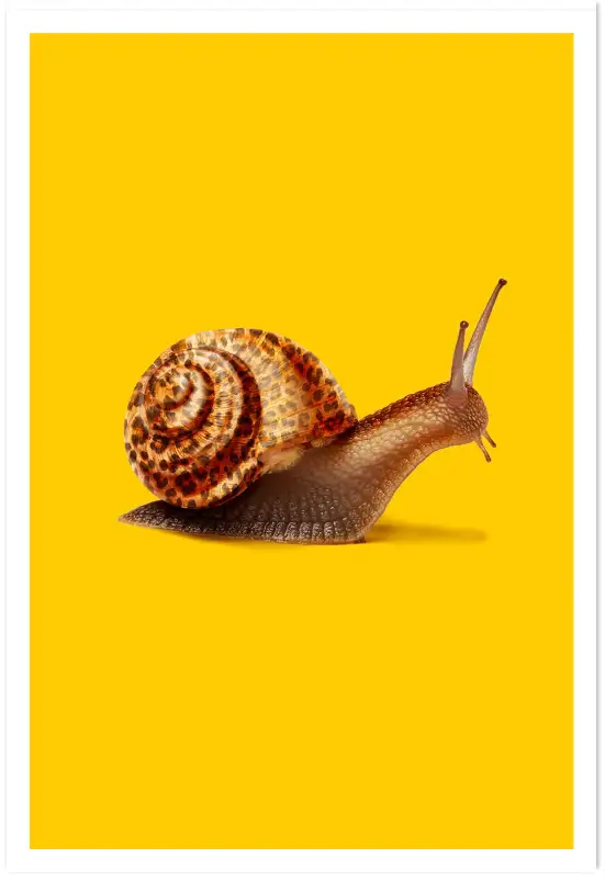 Affiche escargot et coquille léopard - photo humoristique