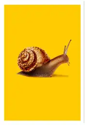 Affiche escargot et coquille léopard - photo humoristique