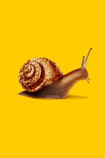 Affiche escargot et coquille léopard - photo humoristique