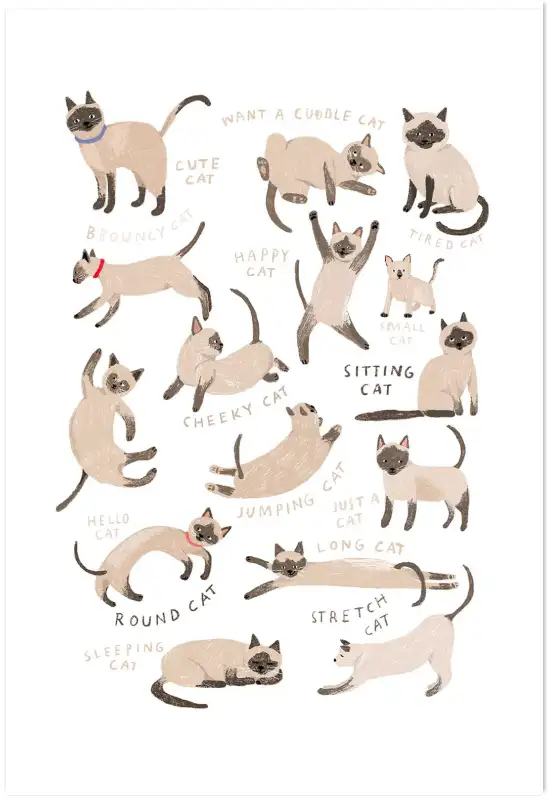 Affiche Postures Chats Siamois - Illustration Enfant Chaton