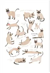 Affiche Postures Chats Siamois - Illustration Enfant Chaton