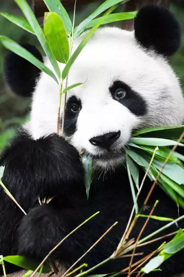 Regard de Panda - poster animaux