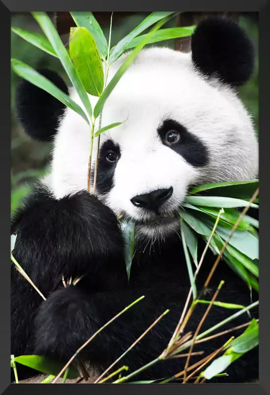 Regard de Panda - poster animaux